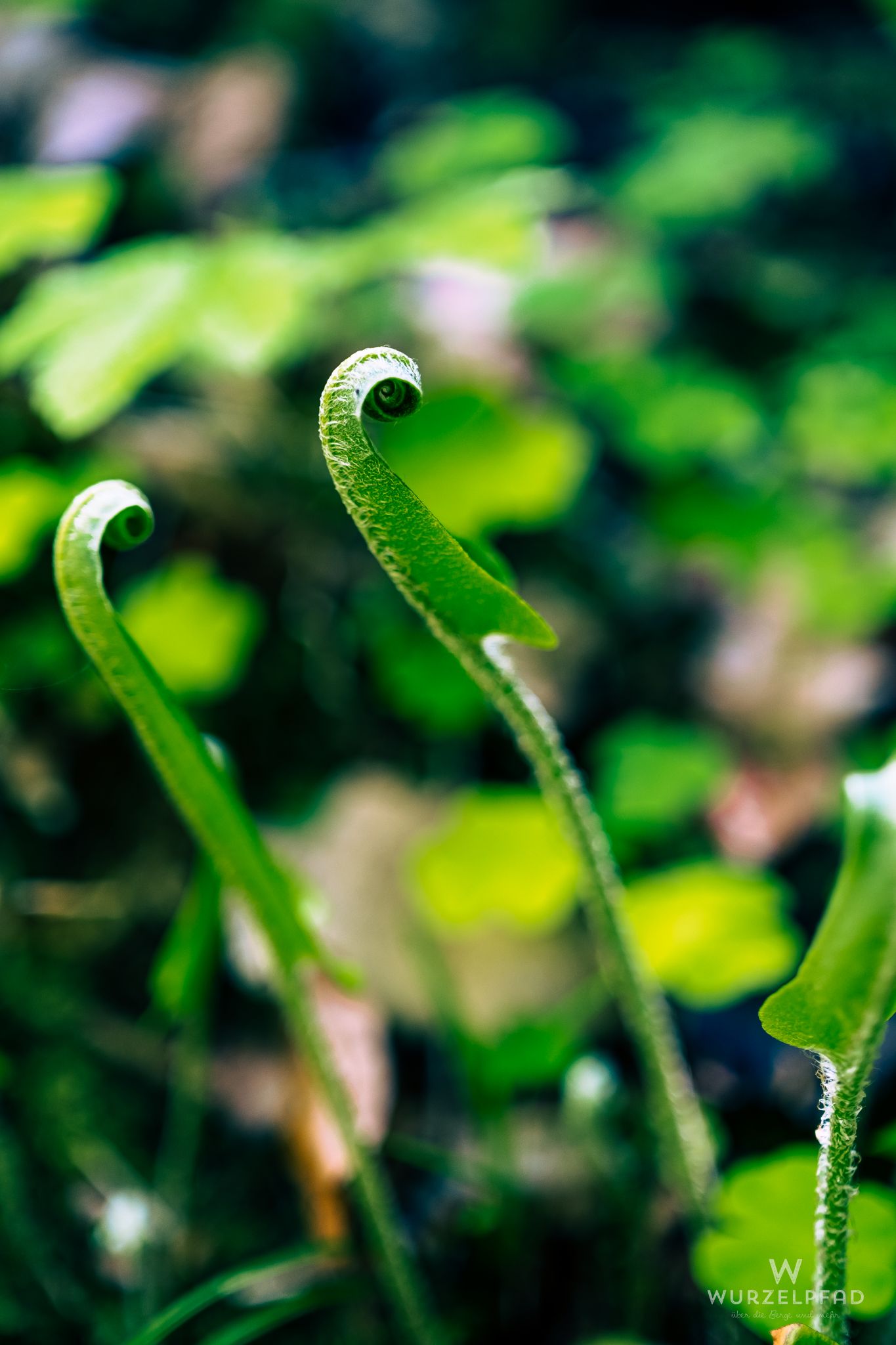 Der Hirschzungenfarn rollt sich ab